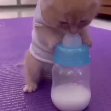 Funniest Videos 2022 😂 Funny Cats 🐱 #cute #cat #shor