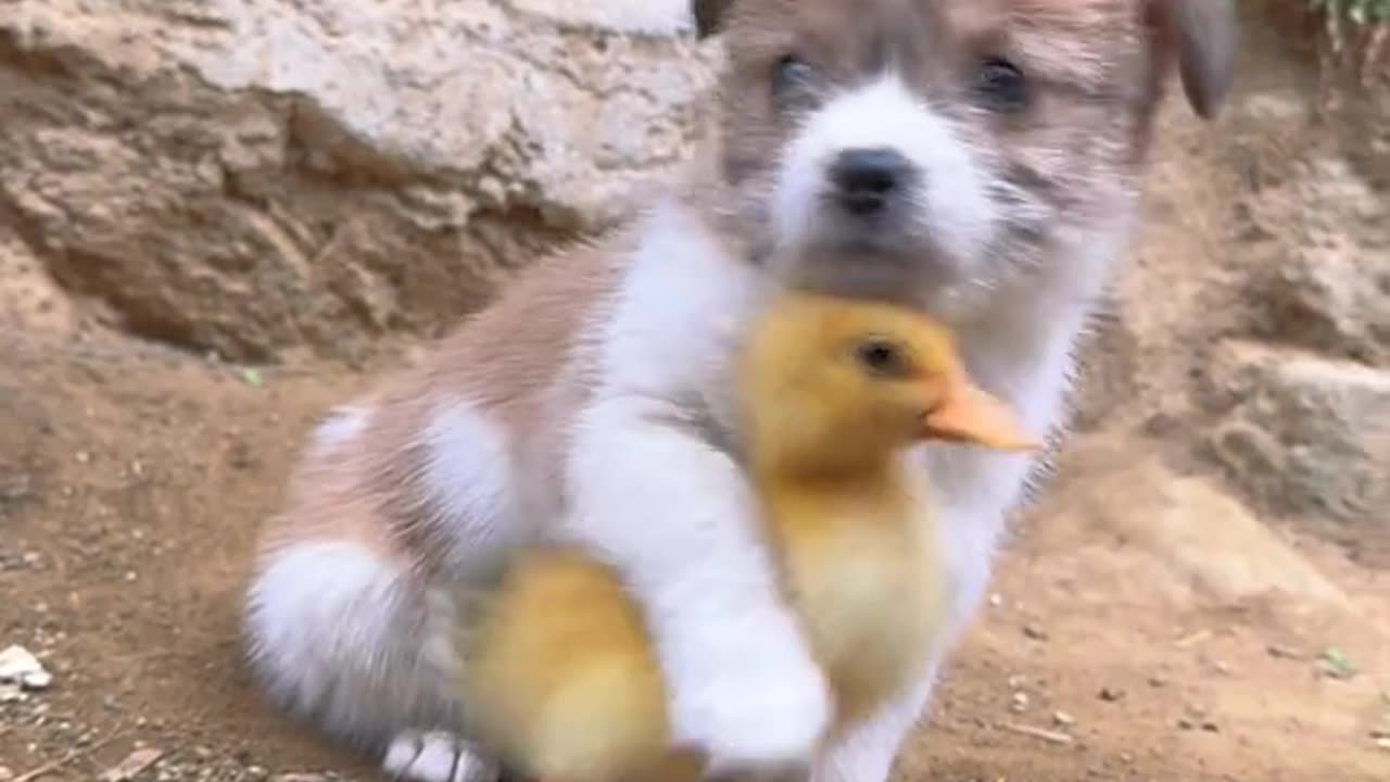 Friendship between a playful Puppy and a tiny, fluffy chick.