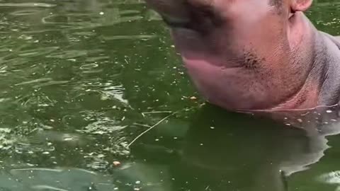 hippo