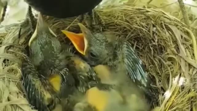 The bird is feeding its baby