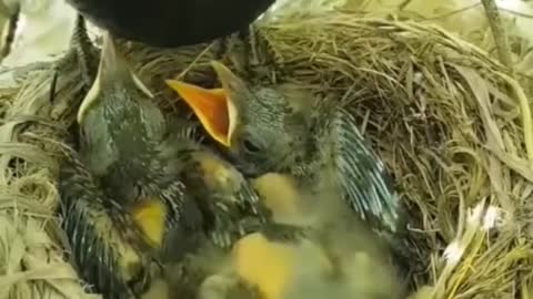 The bird is feeding its baby