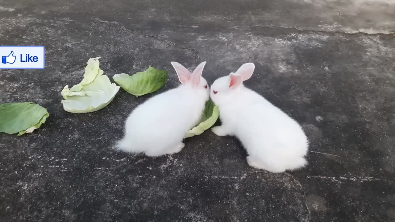 Cute Baby Rabbits Playing_Feeding Activities _ Bunny Rabbit (Baby Rabbits)