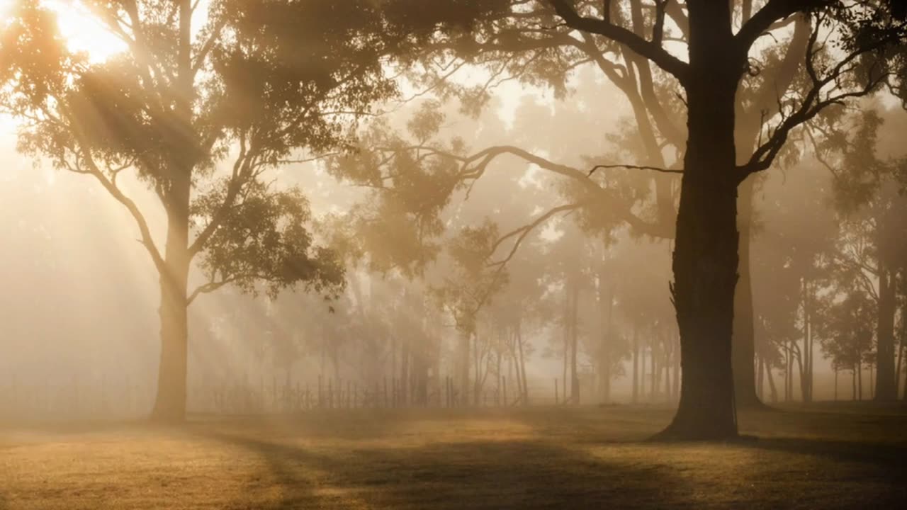 Sunrise Sunbeams Trees