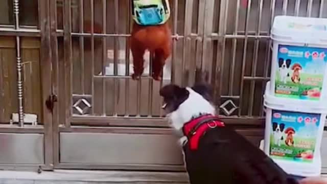 Poor dog 😂