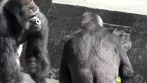 Gorilla gives Silverback her food