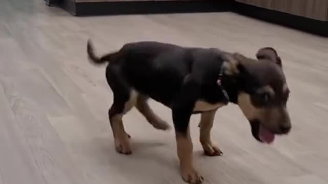 funny video animals Dogs