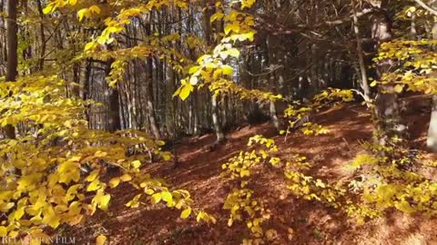 Nature ! Autumn ! 4K ! Relaxation