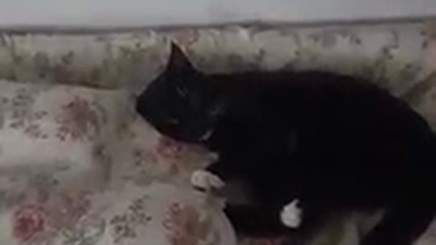 Diamond Boy Was Being Bad