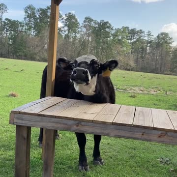 Strange looking dog scratching neck with table