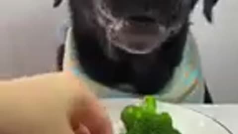 Little Dog