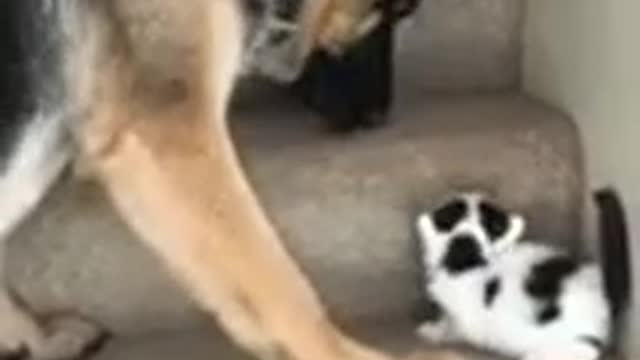 The dog helps the kitten to climb the stairs.