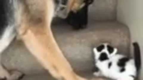 The dog helps the kitten to climb the stairs.