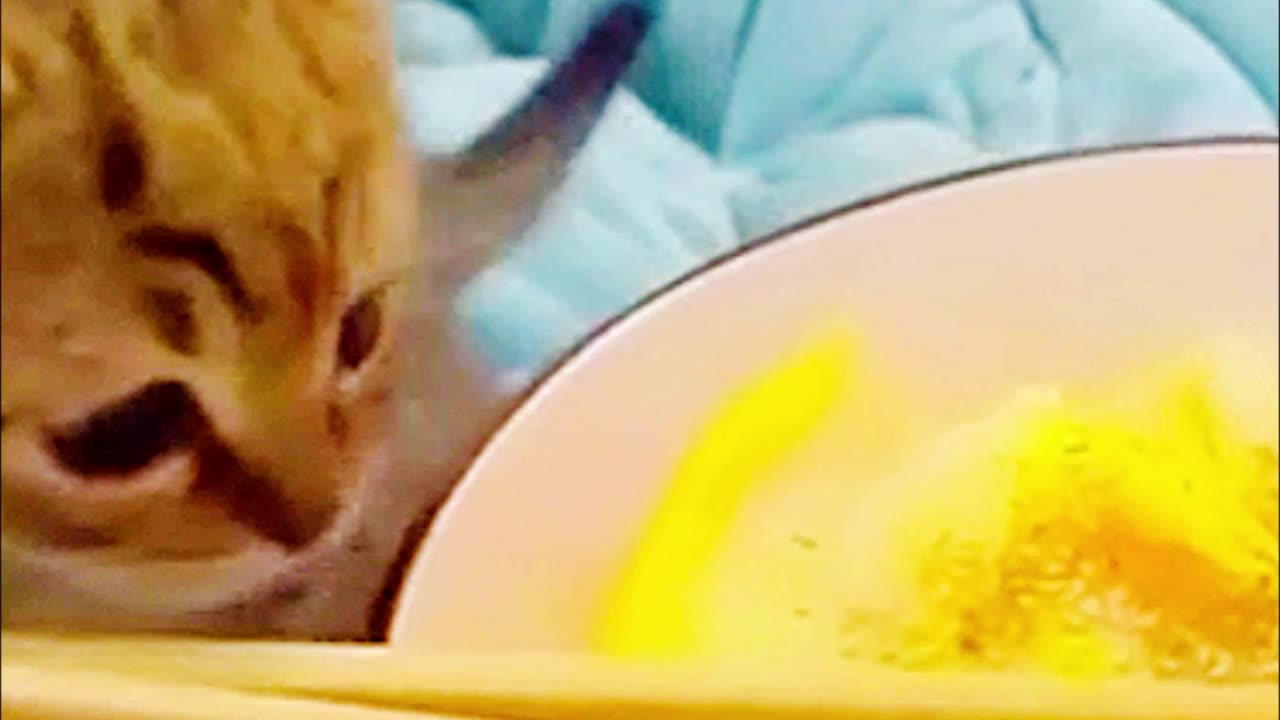 Kittens Failed Attempt To Steal Food Leads To Adorable Tantrum