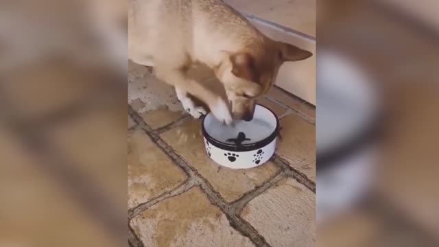 Funny Cat and Dog Videos Compilation