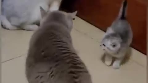 Cat 🐱🐈 cute reaction cat 🐱|| comedy video 🤣