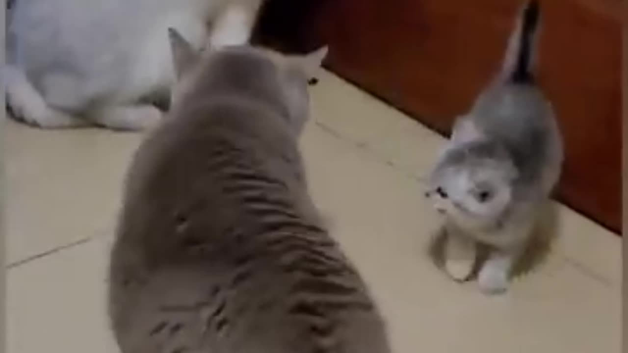 Cat 🐱🐈 cute reaction cat 🐱|| comedy video 🤣