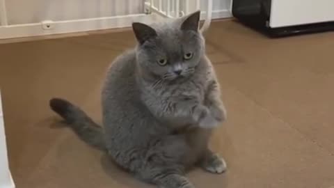 funny cat tiktok videos