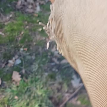 Titmouse and blackbird