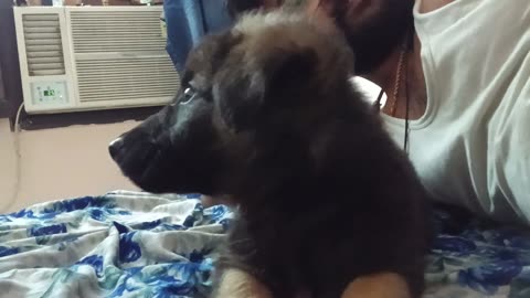 Dog love