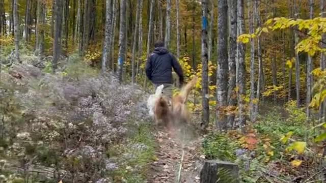 Dog friendly hike in Coolidge State Park VT