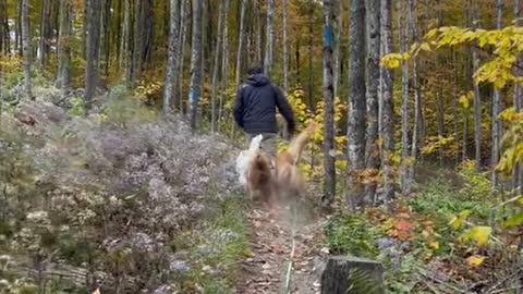 Dog friendly hike in Coolidge State Park VT