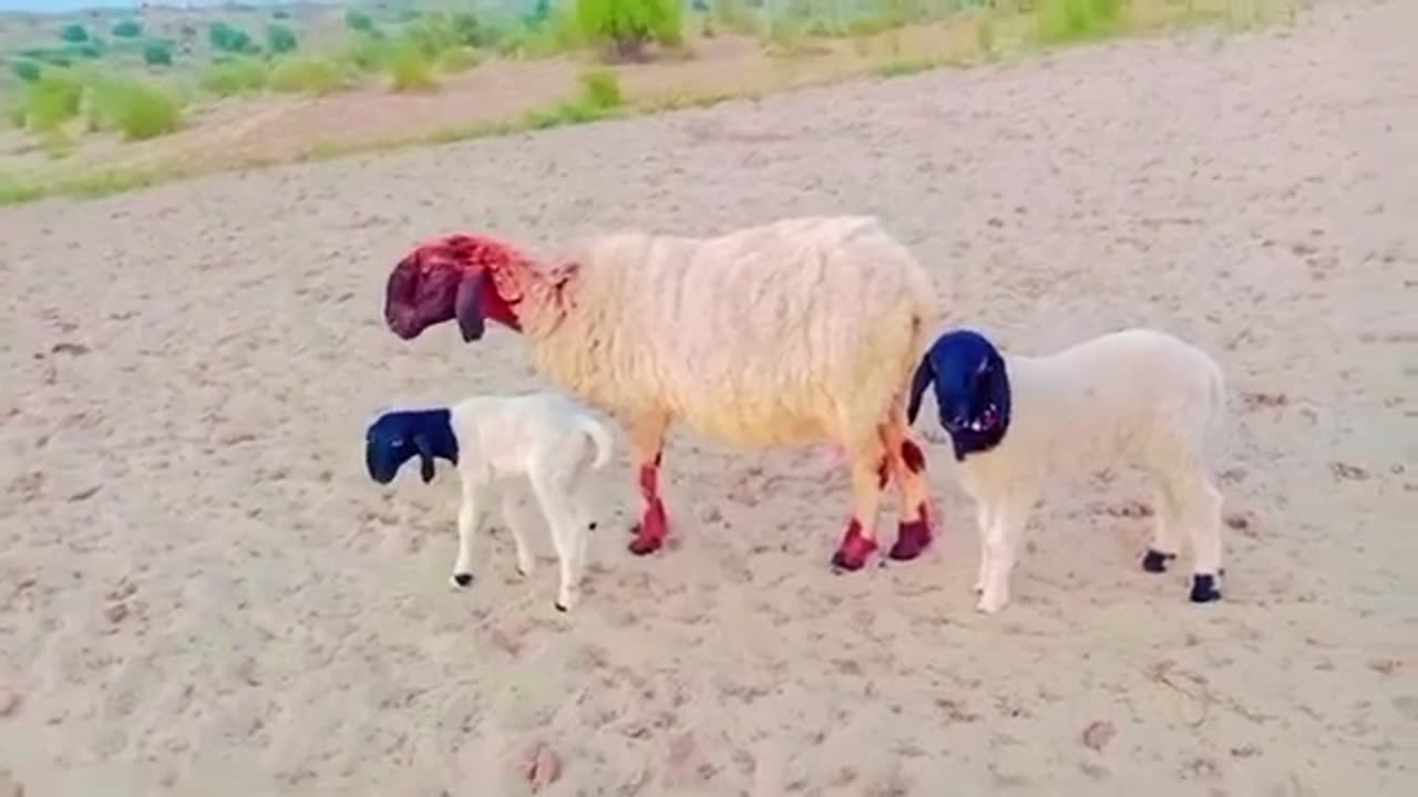 Rare Colorful Sheeps