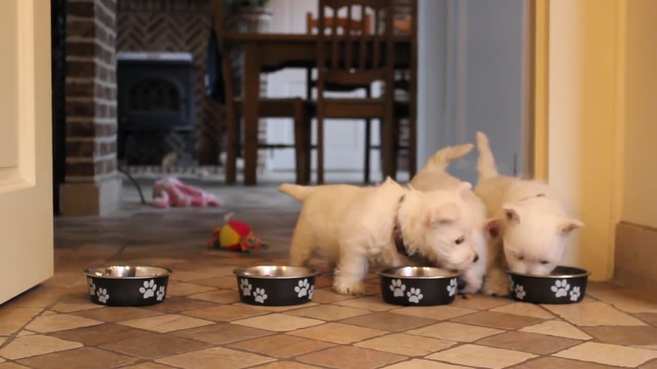 Westie puppies 7 weeks old -eating