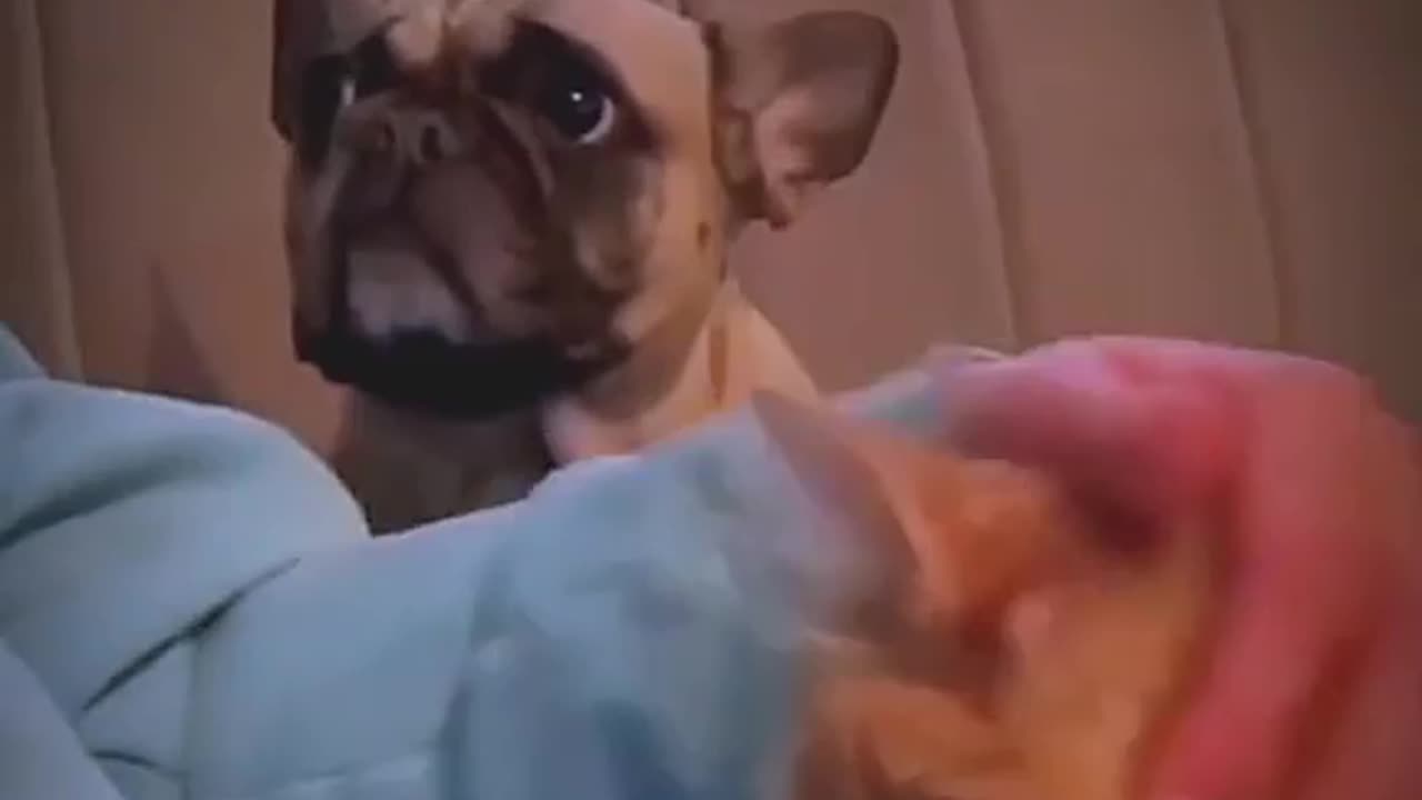 Funny dogs video