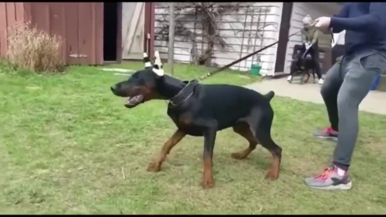 BEST OF DOBERMAN _ THE SUPER INTELLIGENT DOG (1)