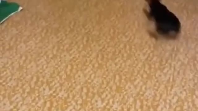 Funniest Animals Video -Try Not To Laugh Animals 2022