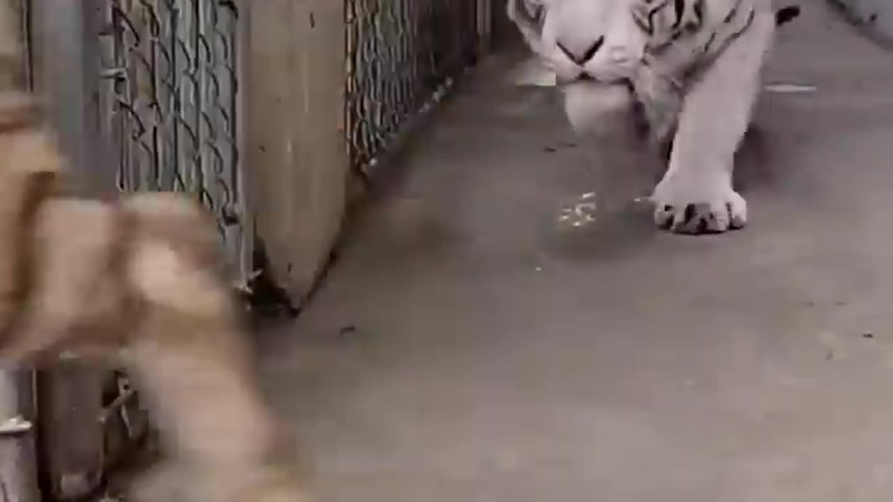 Many Tigers at One Place | | Watch this video