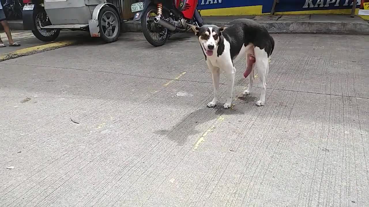 #shorts #Uncut | Dogs Pe*** Not Normal At First But Turned Back To Normal After 45 minutes