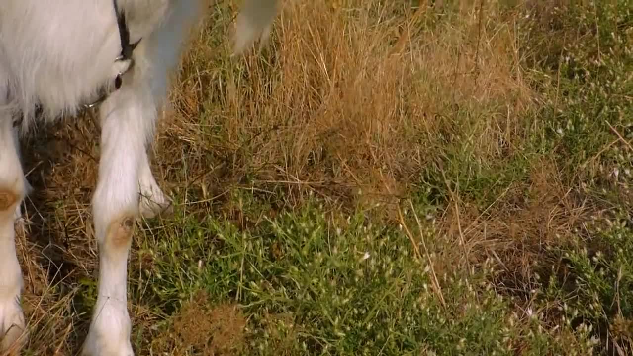 White Goat Goat Grass Eating Milk Animal