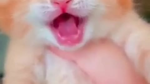 Funny animals videos Cute baby cats