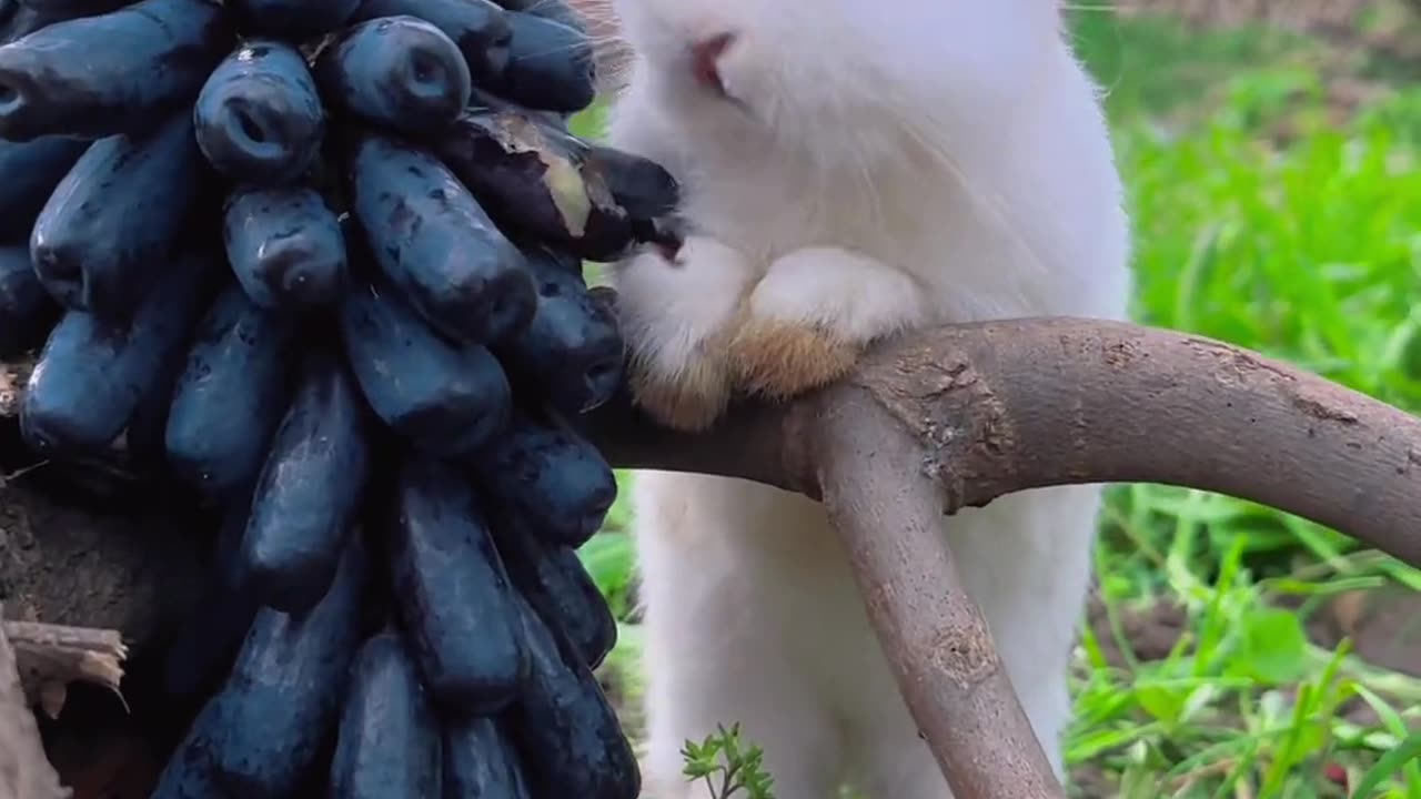 Bunny: "What's this? Let me taste it.