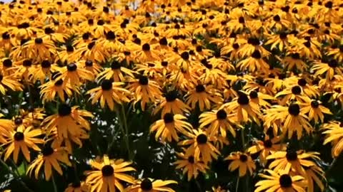 Relaxing Music | Sleeping, Meditation, Stress Relief | [994] ⭐️