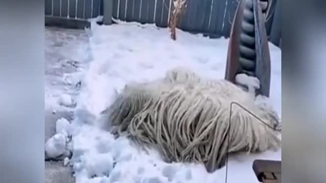 A mop in the snow