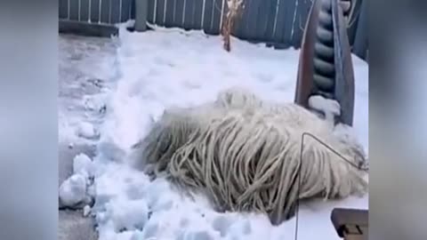 A mop in the snow