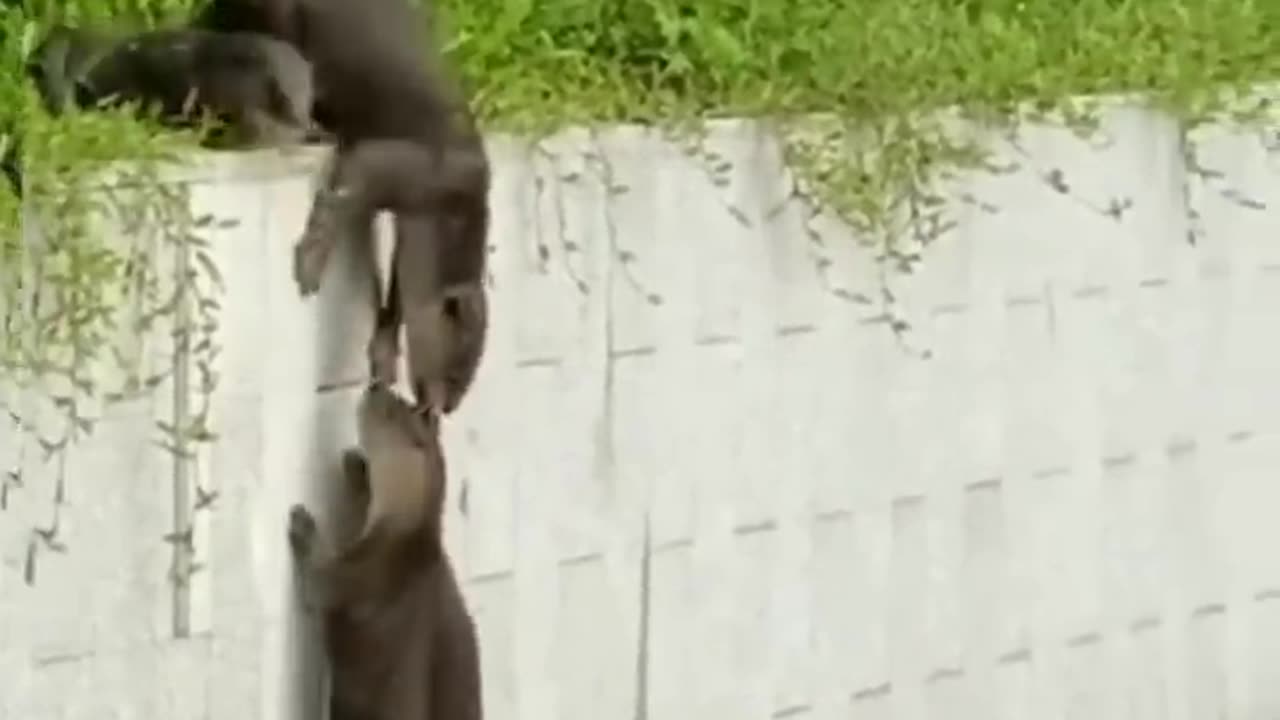 Can These Otters Climb the Wall ?? Amazing Talent!!