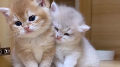 Cute cats 😂😂🙂{don't forget to follow my channel}