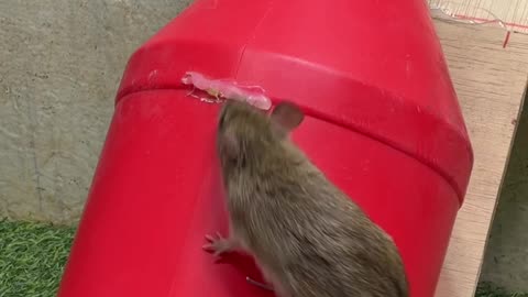 Best home mouse trap/good rat trap plastic bottle #mouse #mousetrap #rat