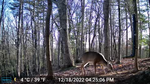 The Woods – 12/19/2022