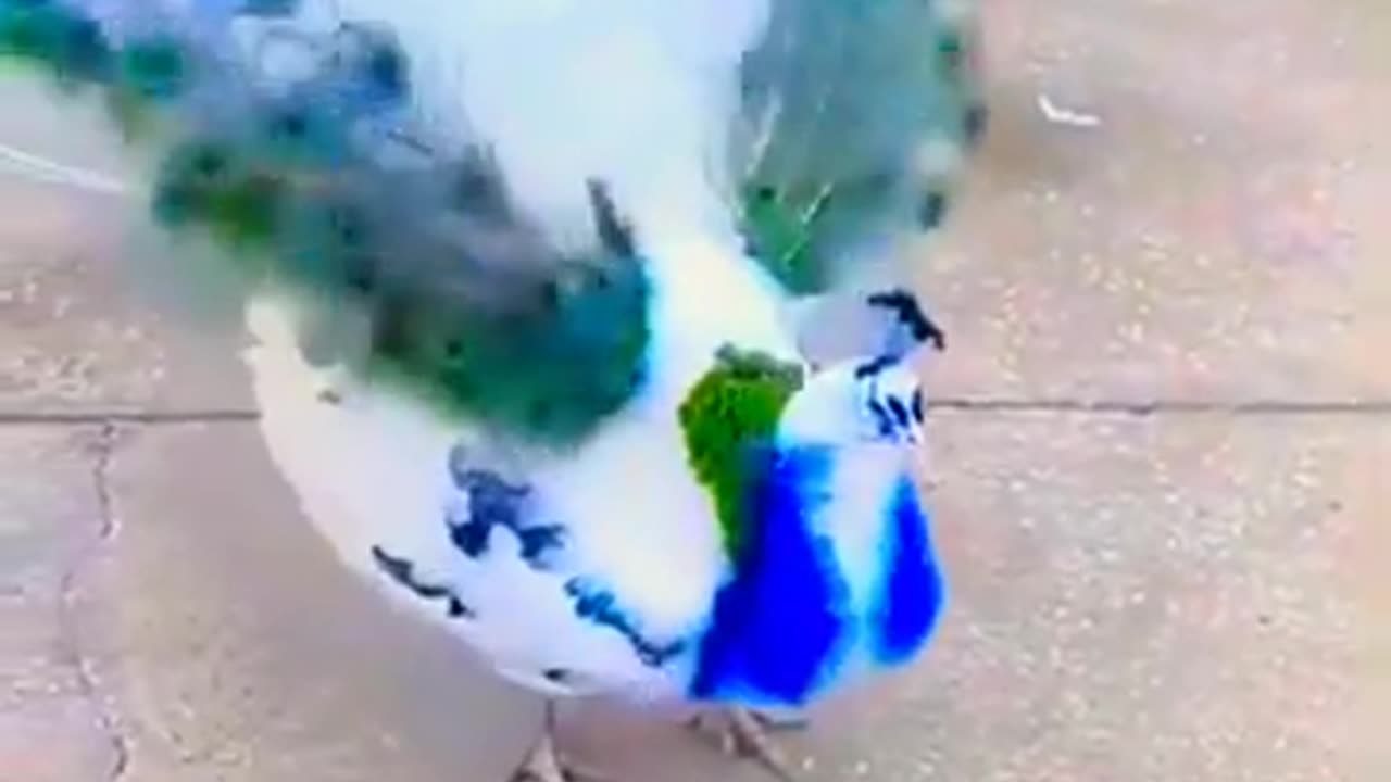 Beautiful Peacock Dance !!! 🦚