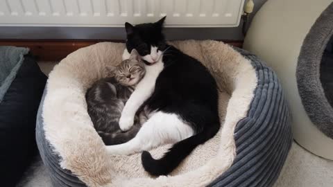 Cat Lovingly Grooms Sleepy Kitten