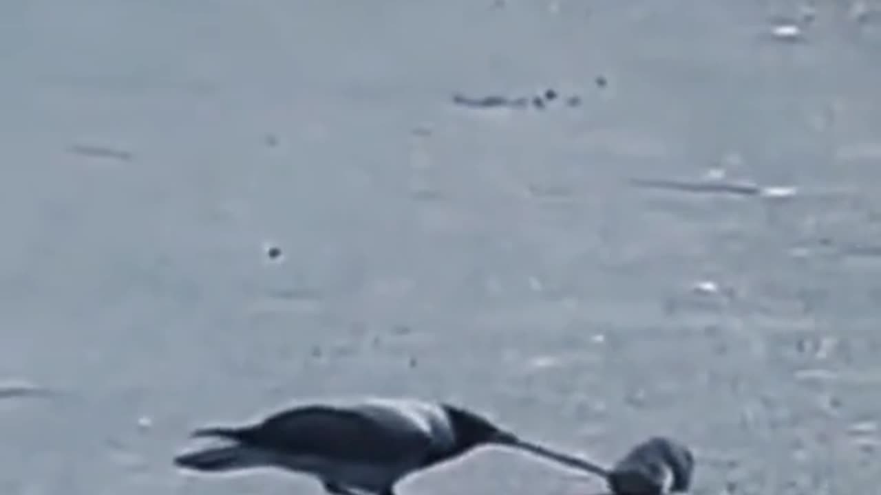 Crow And Mouse Big Fight.