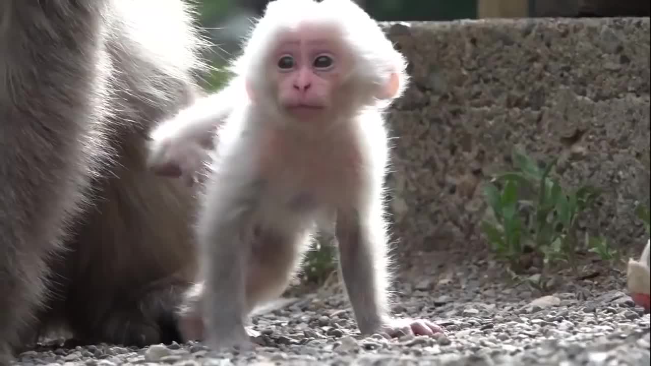 Monke are wild hooman