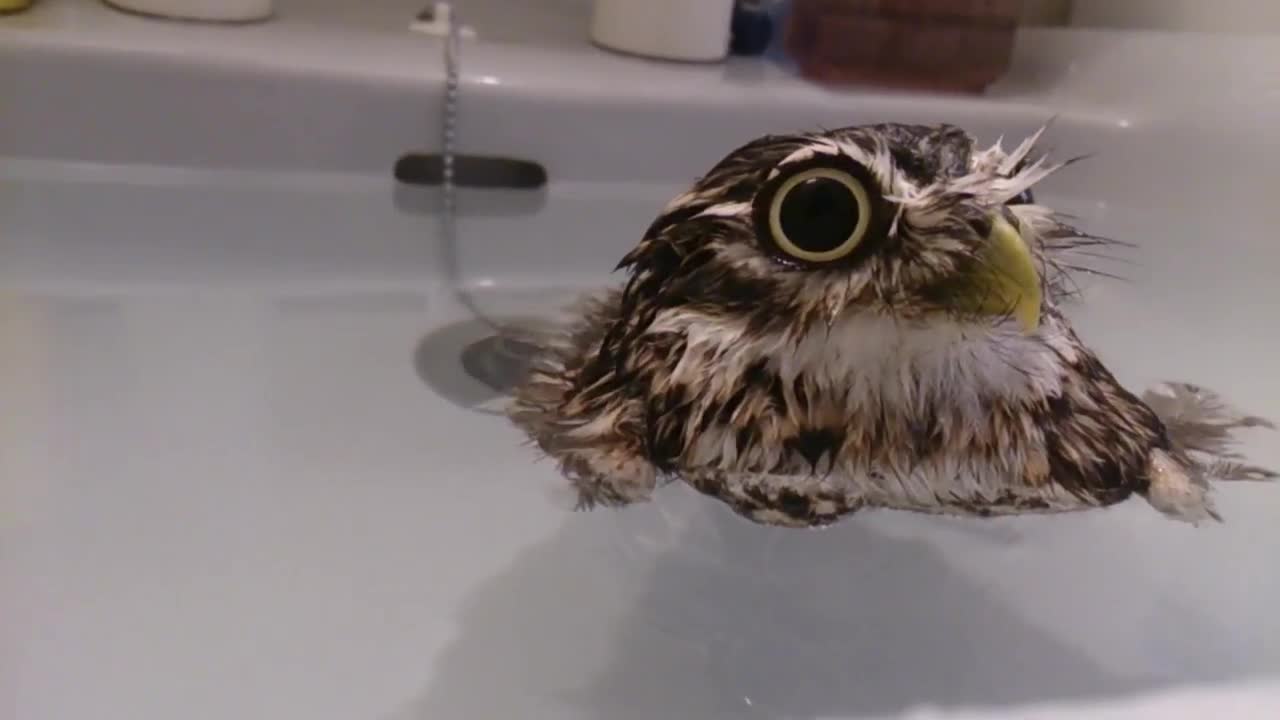 An owl that swims ?