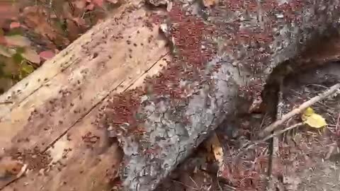 Log Crawling with Ladybugs