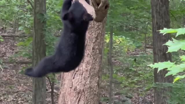 Bear Hangs Out in a Tree