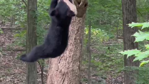 Bear Hangs Out in a Tree